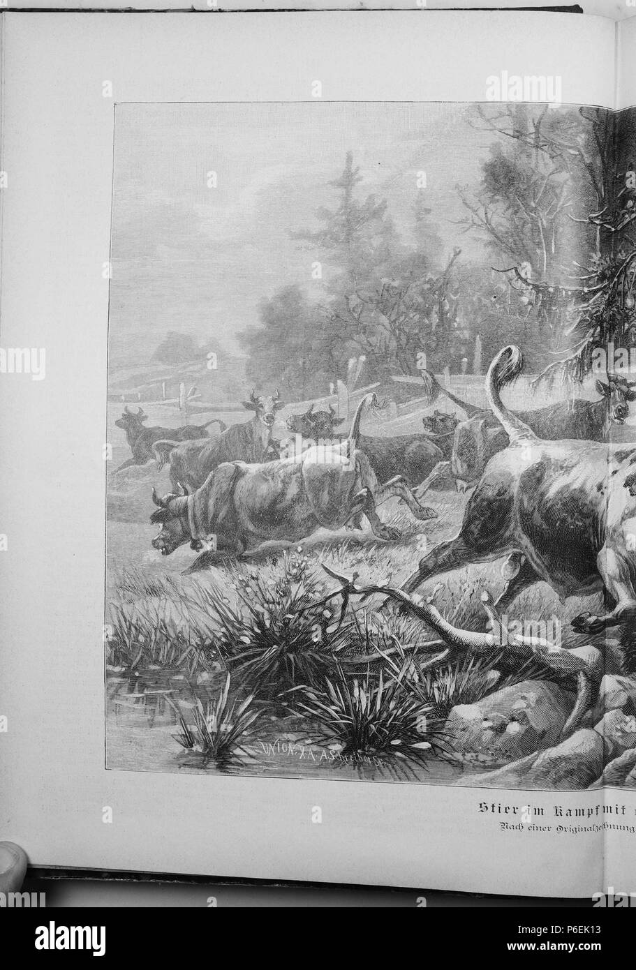 . Gartenlaube sterben. English: Seite 104 aus 'Die Gartenlaube'. Englisch: Seite 104 aus der Zeitschrift Die Gartenlaube für das Jahr 1895. Extrahierte Bild (falls vorhanden): Datei: Die Gartenlaube (1895) b104.jpg - Hochauflösende,  2,5 MB. English: keine Bildunterschrift Englisch: keine Bildunterschrift. N/A 19 Gartenlaube (1895) 104 Sterben Stockfoto