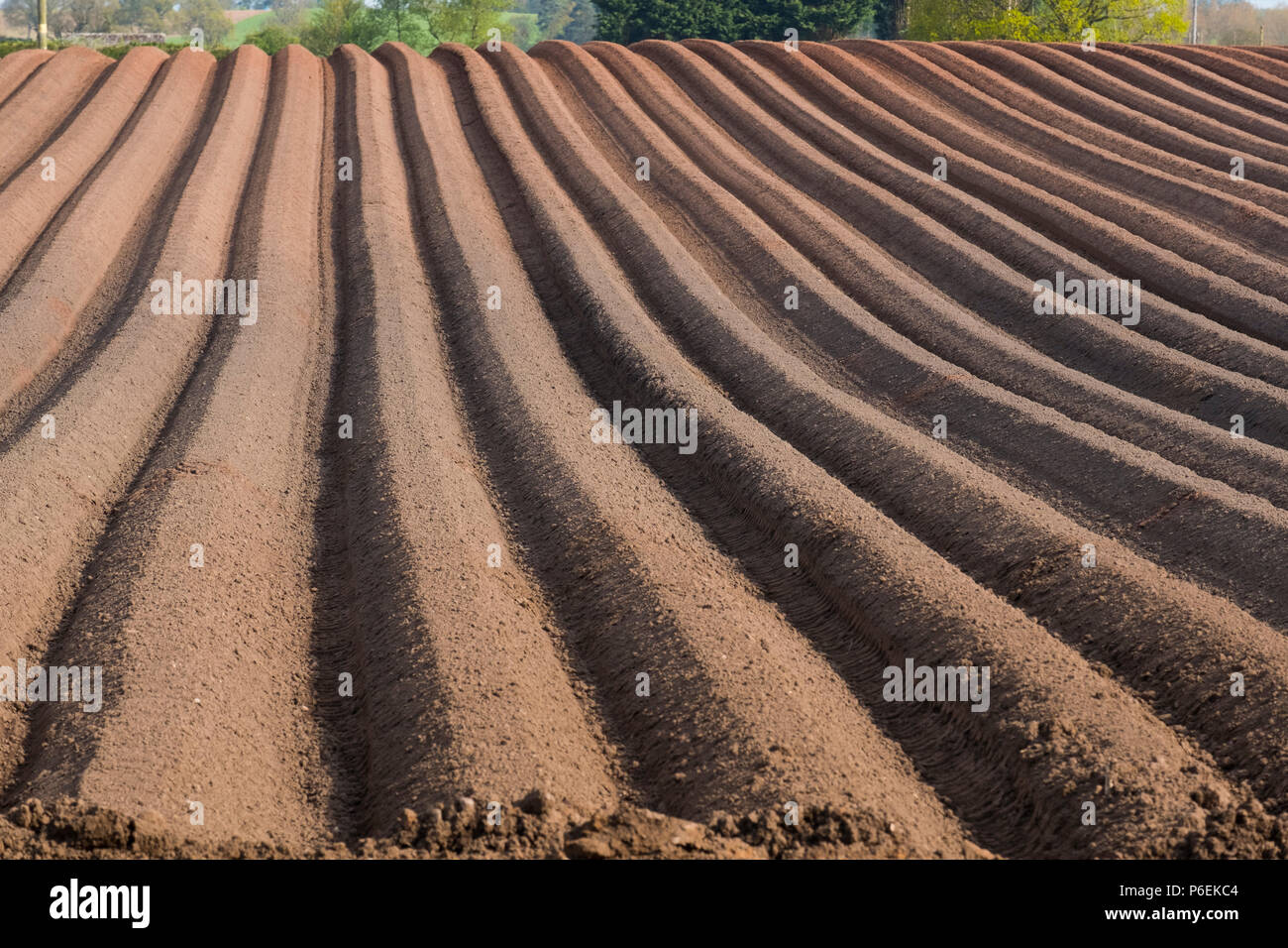 Furchen an den Furchen des Feldes in Shifnal, Shropshire, England, Großbritannien Stockfoto