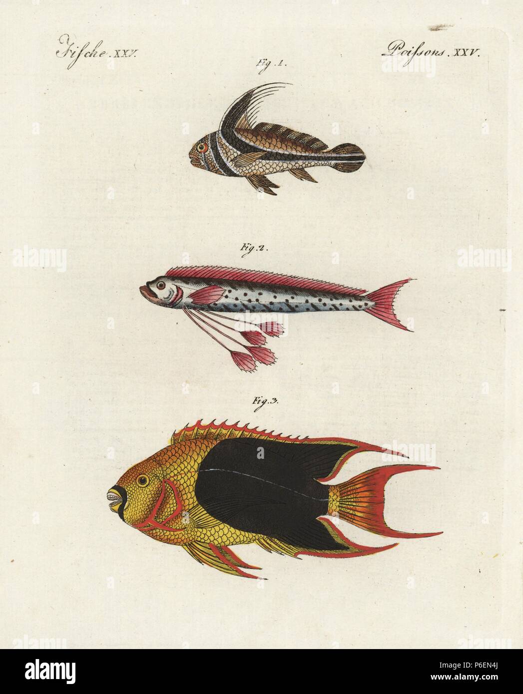 Jack-messerfischgattung, Equetus lanceolatus 1, oarfish, Regalecus glesne 2 und Rock Schönheit angelfish, Holacanthus tricolor 3. Papierkörbe Kupferstich von bertuch's 'Bilderbuch pelz Kinder" (Bilderbuch für Kinder), Weimar, 1798. Johann Friedrich Bertuch (1747-1822) war ein deutscher Verleger und Mann der Künste berühmt für seine 12-Band Enzyklopädie für Kinder mit 1.200 illustrierte gravierte Schilder auf natürliche Geschichte, Wissenschaft, Kostüm, Mythologie usw. Von 1790-1830 veröffentlicht. Stockfoto