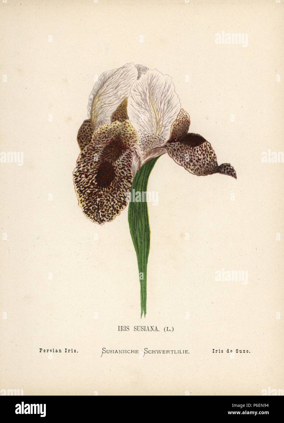 Persische Iris, Iris susiana, ursprüngliche Form in der Wildnis ausgestorben, vielleicht noch als Iris sofarana. Chromolithograph eines botanischen Illustration von Hannah Zeller aus Ihrem eigenen wilden Blumen des Heiligen Landes", James Nisbet, London, 1876. Hannah Zeller (1838-1922) war ein Schweizer Missionar, der in der Nähe von Nazareth seit vielen Jahren botanized. Stockfoto