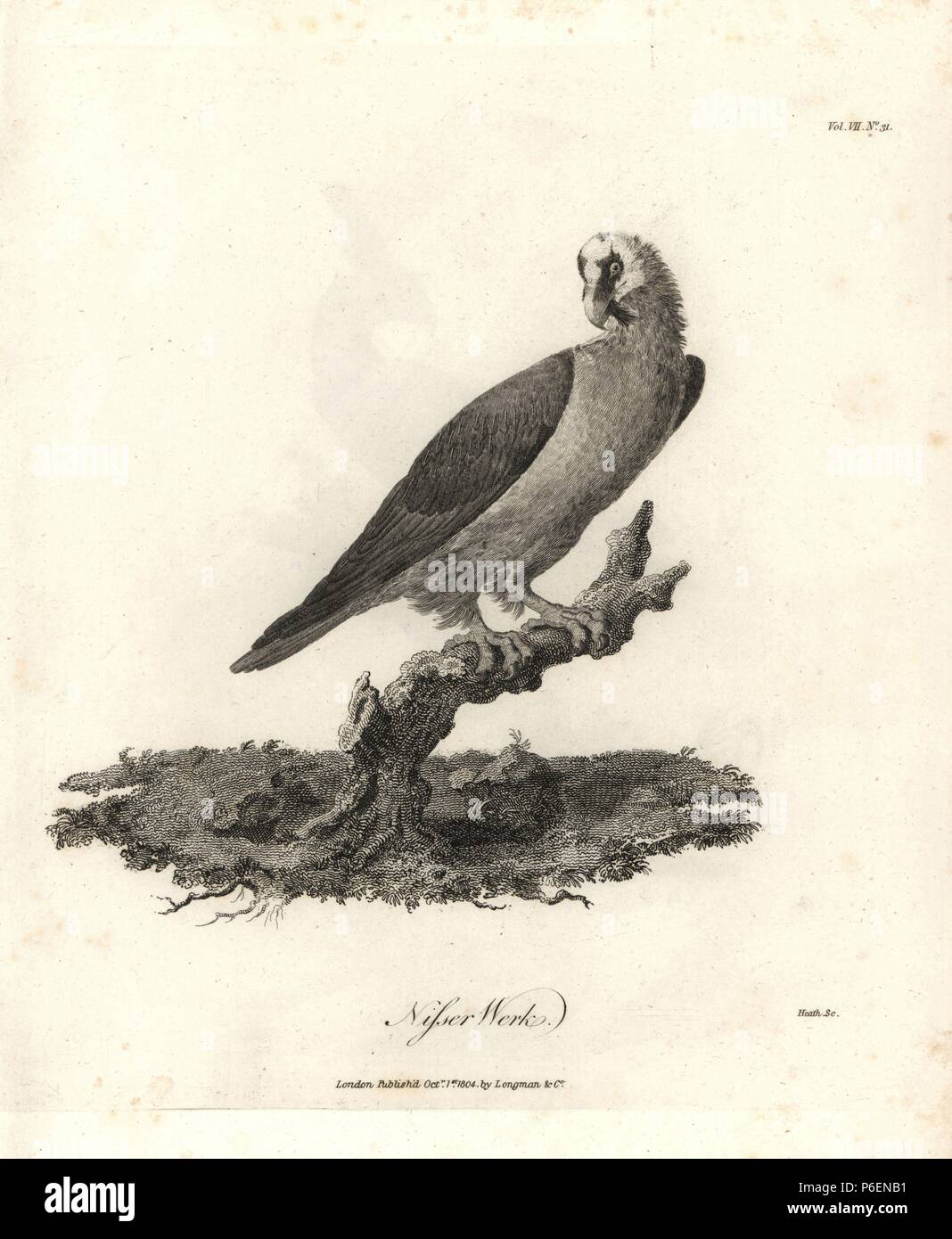 Nisser Werk oder Golden Eagle von Abessinien (Bartgeier, Gypaetus Barbatus?). . Kupferstich von James Bruce's 'reist zu entdecken Sie die Quelle des Nils, in den Jahren 1768, 1769, 1770, 1771, 1772 und 1773", London, 1790. James Bruce (1730-1794) war ein schottischer Explorer und Reiseschriftsteller, die mehr als 12 Jahre in Nordafrika und in Äthiopien verbracht. Von Heath graviert nach einer Originalzeichnung von Bruce. Stockfoto