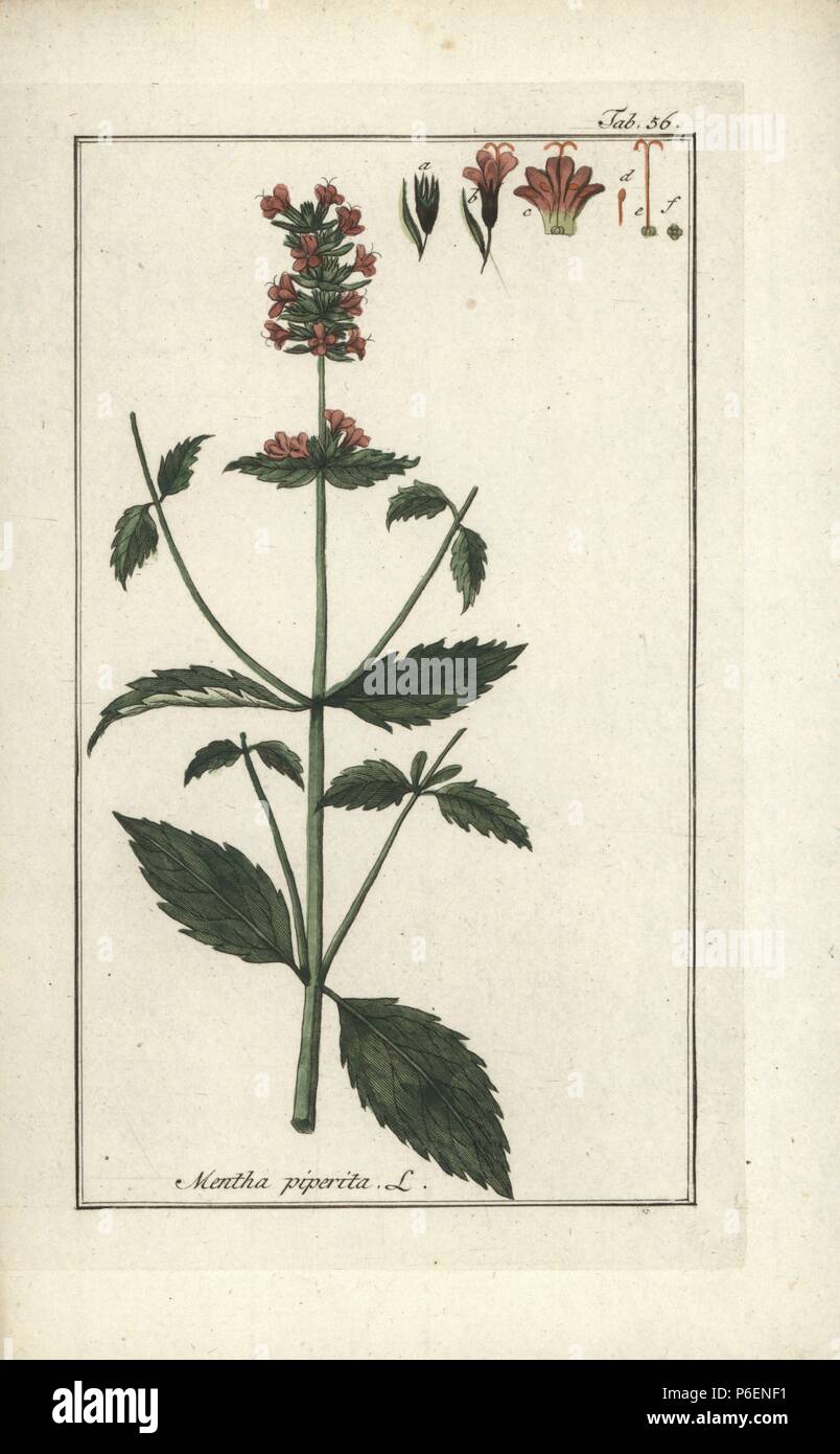 Pfefferminze, Mentha Piperita. Papierkörbe Kupferstich von Johannes Zorn's 'Icones plantarum medicinalium", Deutschland, 1796. Zorn (1739-99) war ein deutscher Apotheker und Botaniker waren in ganz Europa unterwegs, auf der Suche nach Heilpflanzen. Stockfoto