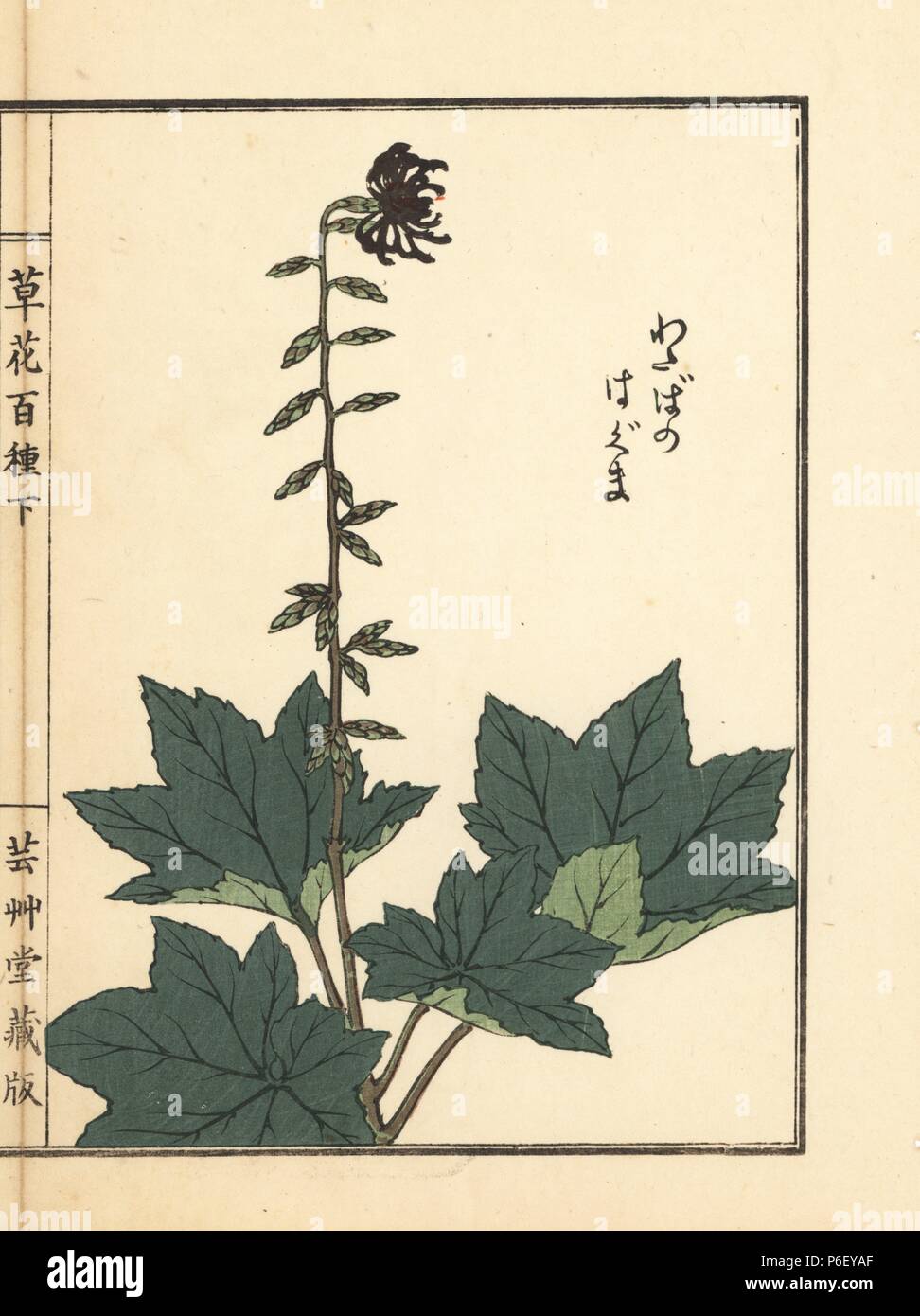 Haguma oder Ainsliaea acerifolia. Papierkörbe Holzschnitt von Kono Bairei von kusa Bana Hyakushu (Hundert Sorten von Blumen), Tokio, Yamada, 1901. Stockfoto