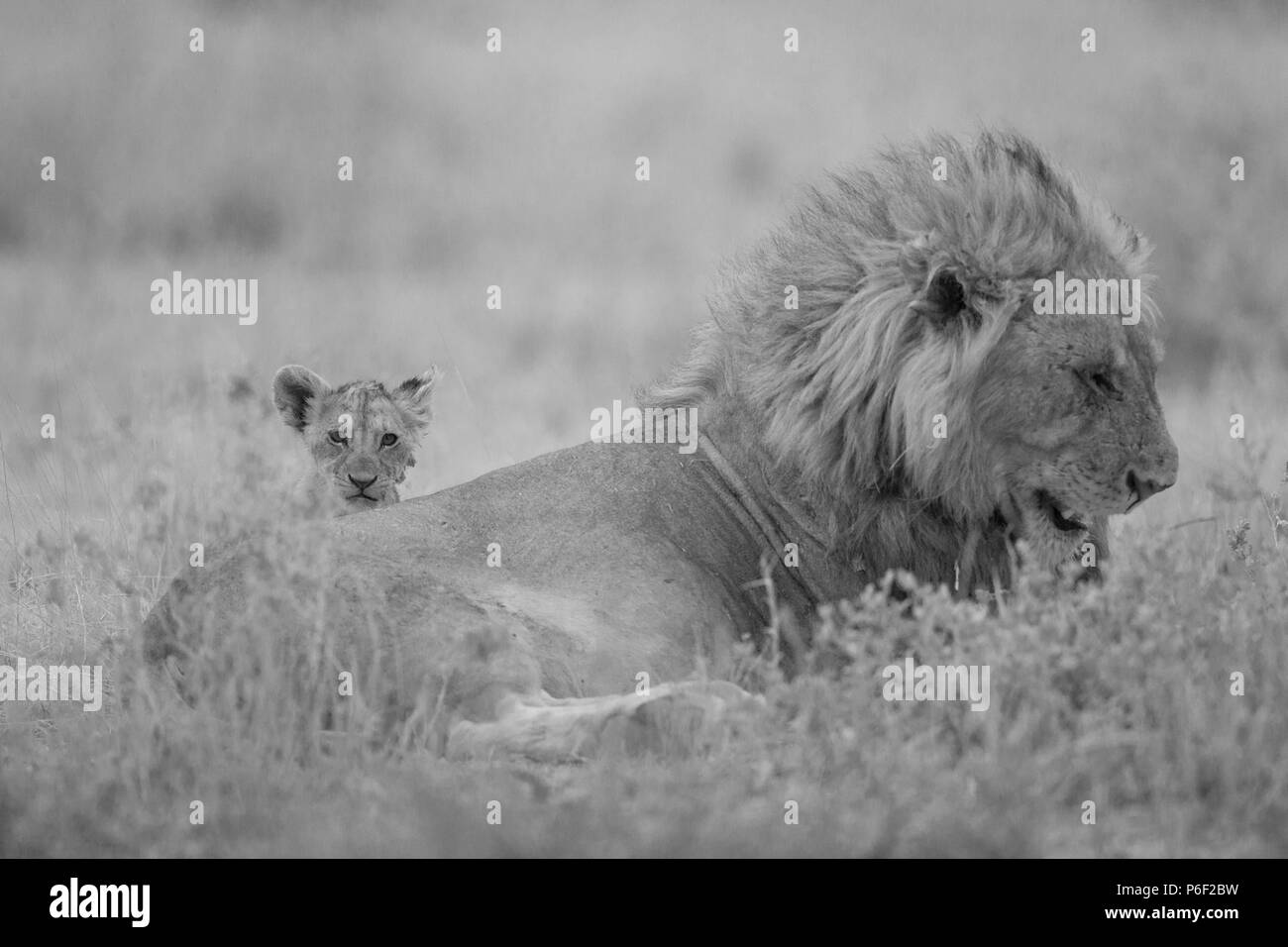 Männliche Löwe mit seinem Nachwuchs in der Wildnis Stockfoto