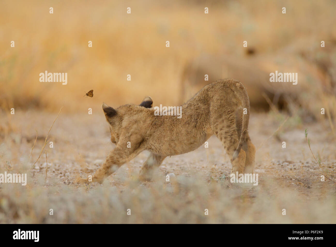Lion Cub spielen mit einem Schmetterling Stockfoto