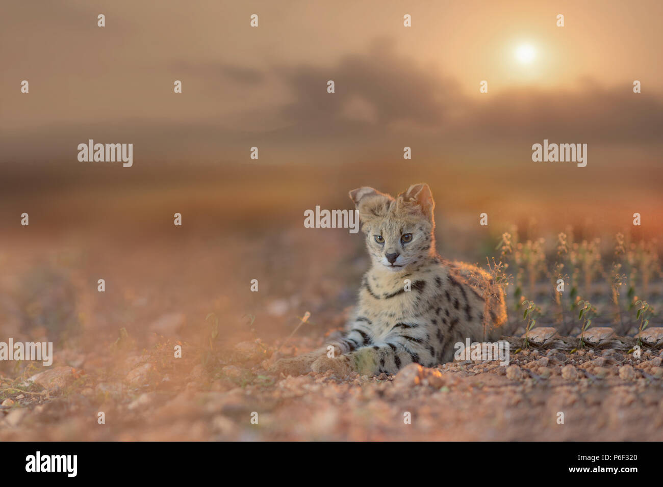 Serval Katze bei Sonnenuntergang Stockfoto