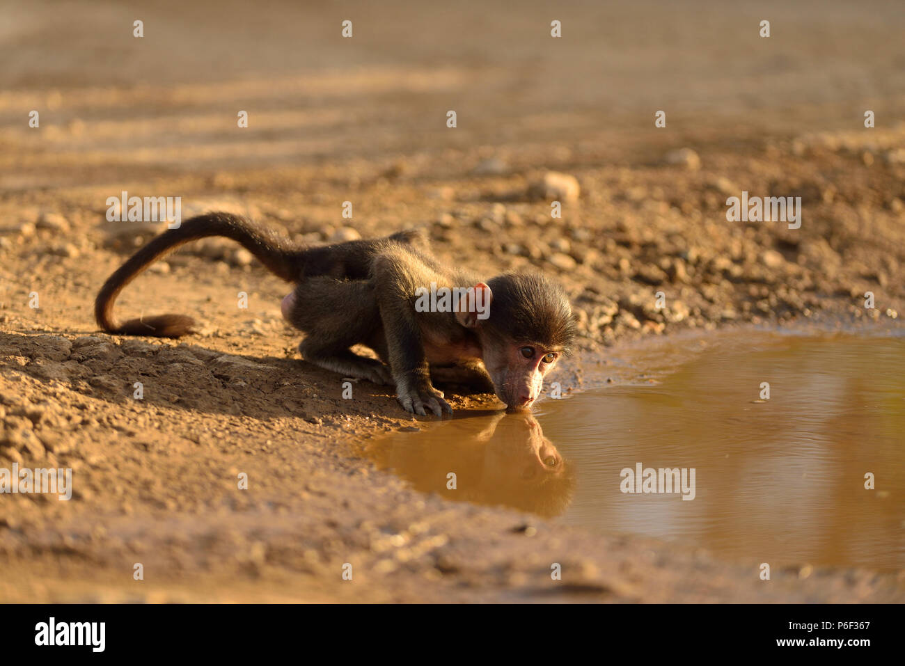 Baby Pavian Trinkwasser aus einem Teich Stockfoto