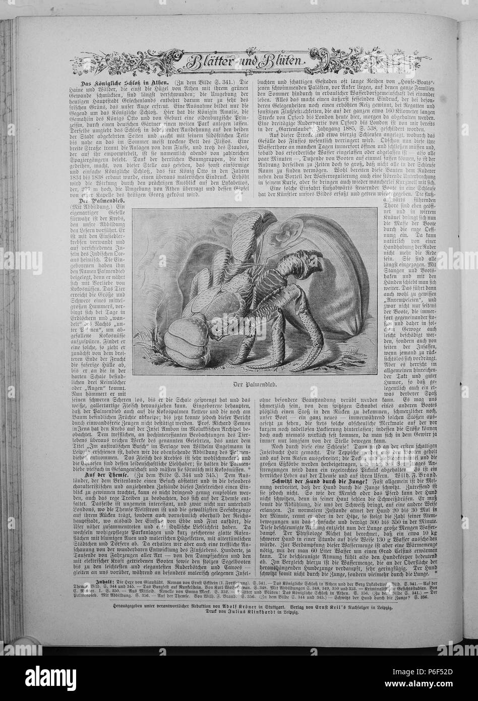 . Gartenlaube sterben. English: Seite 356 aus 'Die Gartenlaube'. Englisch: Seite 356 aus der Zeitschrift Die Gartenlaube für 1897. Extrahierte Bild (falls vorhanden): Datei: Die Gartenlaube (1897) b 356.jpg - Hochauflösende,  2,5 MB. English: keine Bildunterschrift Englisch: keine Bildunterschrift. N/A 30 Gartenlaube (1897) 356 Sterben Stockfoto