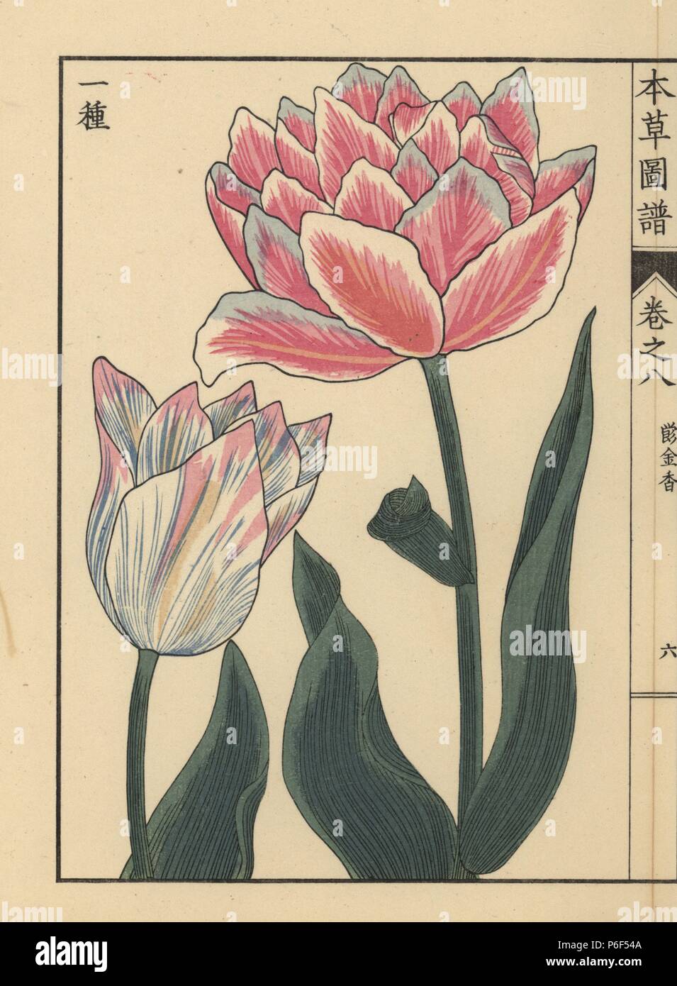 Tulpen, Tulipa gesneria L. Flore pleno. Farbe gedruckten Holzschnitt Kupferstich von Kan'en Iwasaki von "Honzo Zufu", eine illustrierte Anleitung zu Heilpflanzen, Japan, 1884. Iwasaki (1786-1842) war ein japanischer Botaniker, Entomologe und Zoologe. Er war einer der ersten japanischen Botaniker westlichen Wissens in seine Studien zu integrieren. Stockfoto