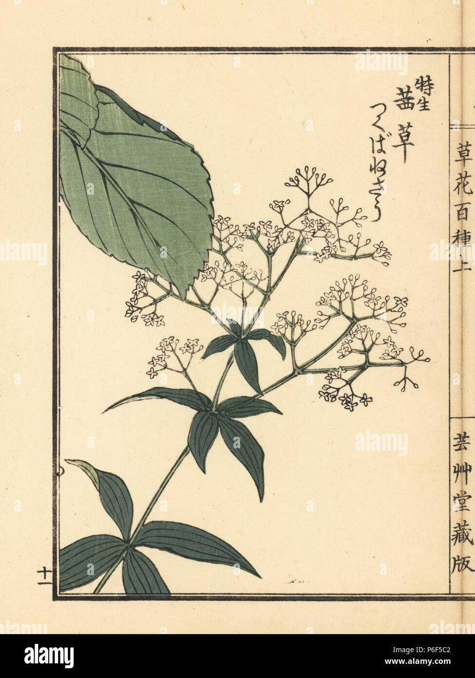 Tsukubanesou, Paris Tetraphylla. Papierkörbe Holzschnitt von Kono Bairei von kusa Bana Hyakushu (Hundert Sorten von Blumen), Tokio, Yamada, 1901. Stockfoto