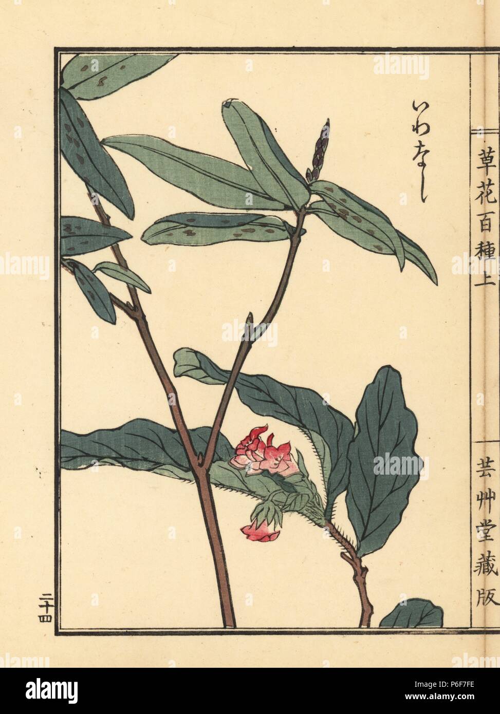 Epigaea Iwanashi, Asiatica. Papierkörbe Holzschnitt von Kono Bairei von kusa Bana Hyakushu (Hundert Sorten von Blumen), Tokio, Yamada, 1901. Stockfoto