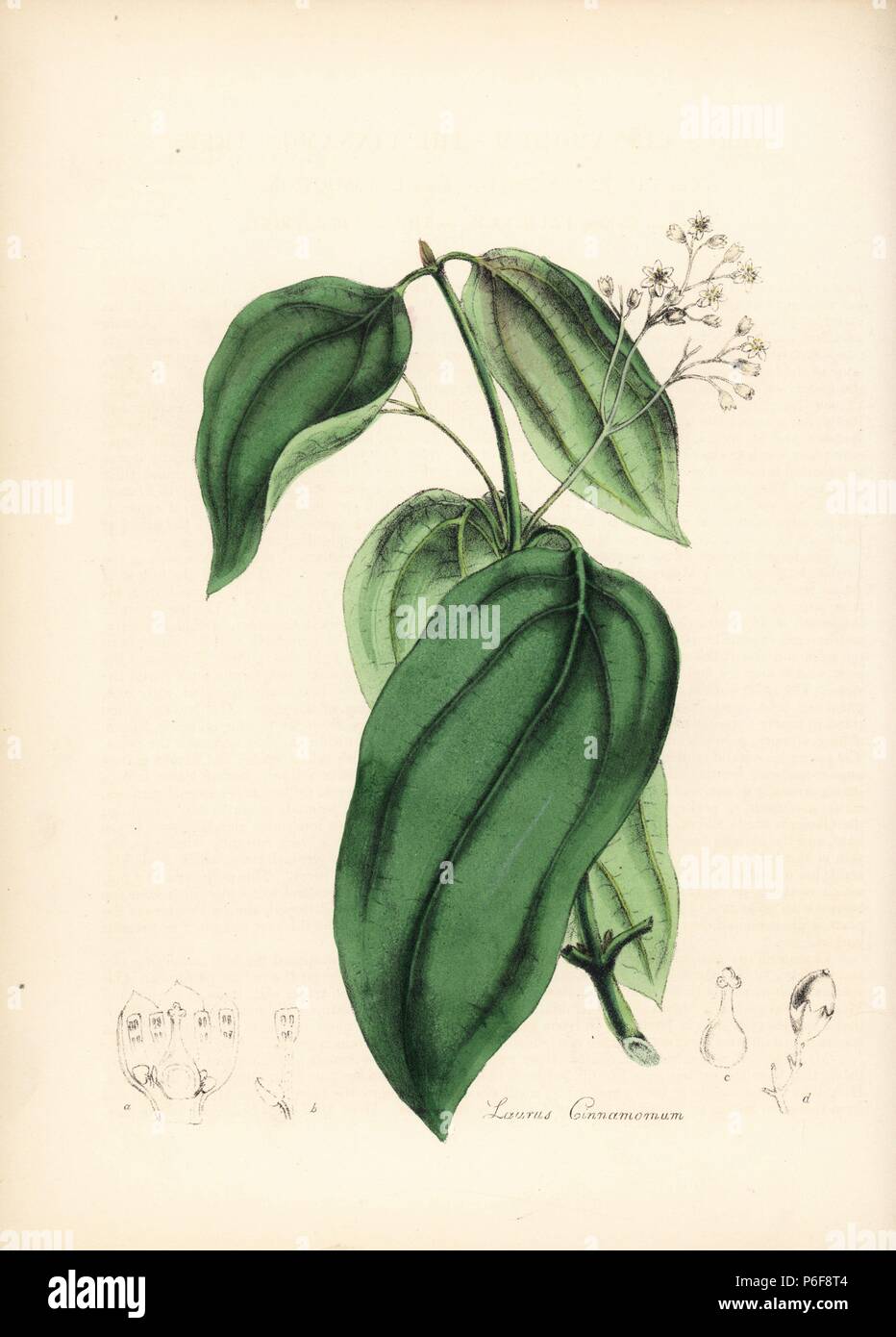 Wahre Zimtbaumes, Cinnamomum verum (Laurus cinnamomum). Papierkörbe zincograph durch Chabots von Miss M. A. Burnett von ihrem 'World Utiliores: oder Abbildungen von Nutzpflanzen gezeichnet", Whittaker, London, 1842. Miss Burnett zeichnete die botanische Abbildungen, aber der Text wurde vor allem durch ihren verstorbenen Bruder, britische Botaniker Gilbert Thomas Burnett (1800-1835). Stockfoto