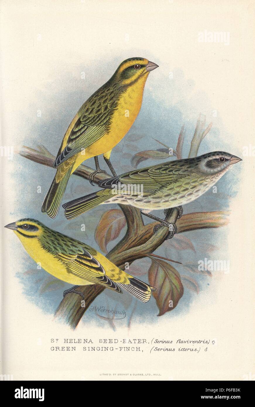 Gelbe Kanarienvogel Oder St Helena Seedeater Serinus