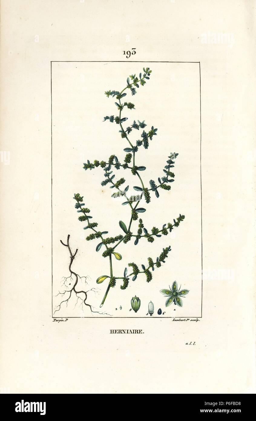 Bruch Würze, Herniaria glabra. Papierkörbe Walze Kupferstich von Lambert Junior aus einer Zeichnung von Pierre Jean-Francois Turpin von Chaumeton, Poiret und Chamberet "La Flore Medicale", Paris, Panckoucke, 1830. Turpin (17751840) war eine der drei Giganten der Französischen botanische kunst der Ära neben Pierre Joseph Redoute und Pancrace Bessa. Stockfoto