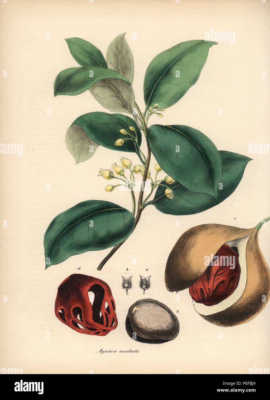 Muskatnuß und Muskatblüte Baum, Eugenia caryophyllata, mit Blume,  Muskatnuss und macis aril. Papierkörbe zincograph von C. Chabot von Miss M.  A. Burnett von ihrem 'World Utiliores: oder Abbildungen von Nutzpflanzen  gezeichnet", Whittaker,