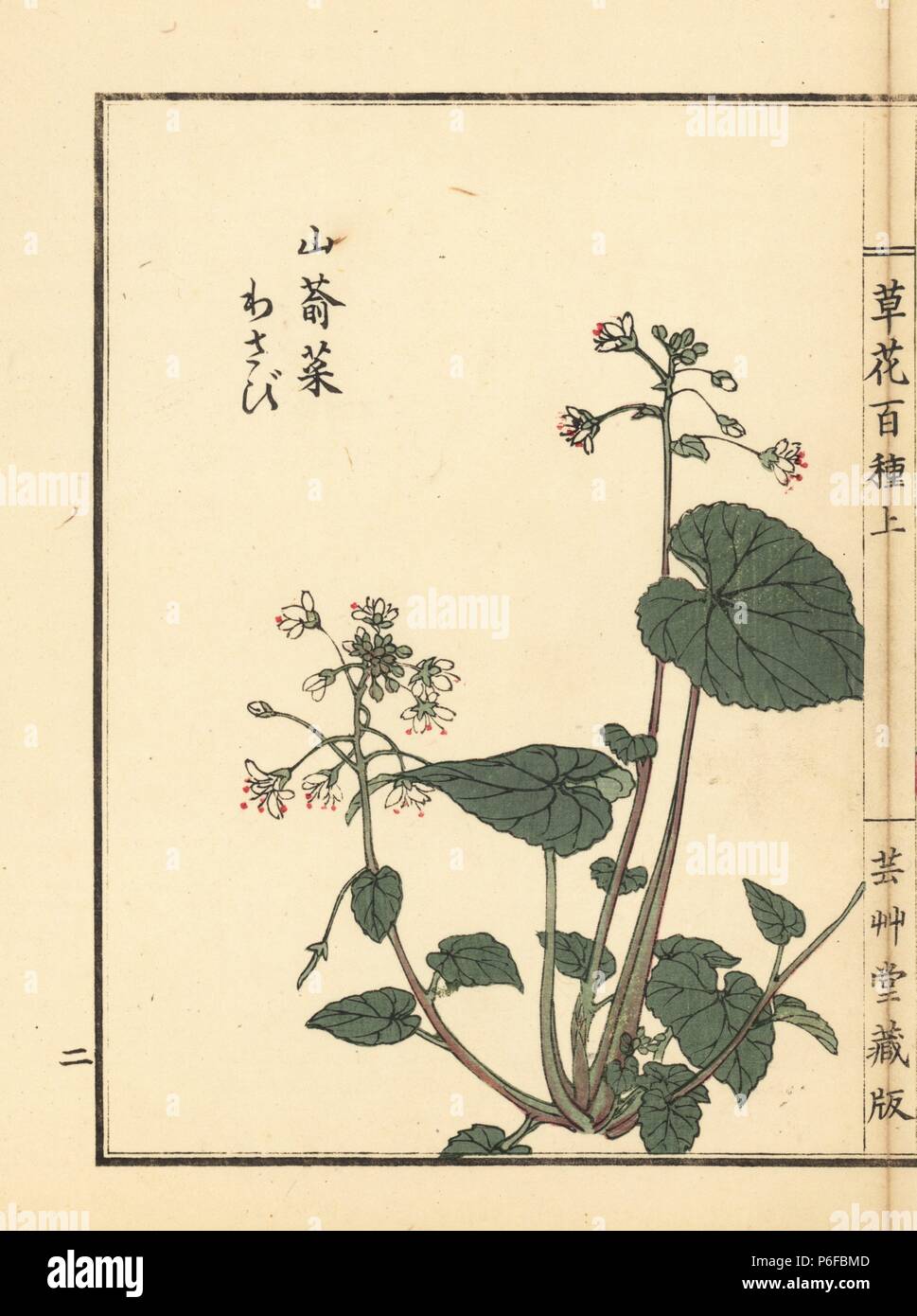 Wasabi oder Japanische Meerrettich, Wasabia japonica. Papierkörbe Holzschnitt von Kono Bairei von kusa Bana Hyakushu (Hundert Sorten von Blumen), Tokio, Yamada, 1901. Stockfoto