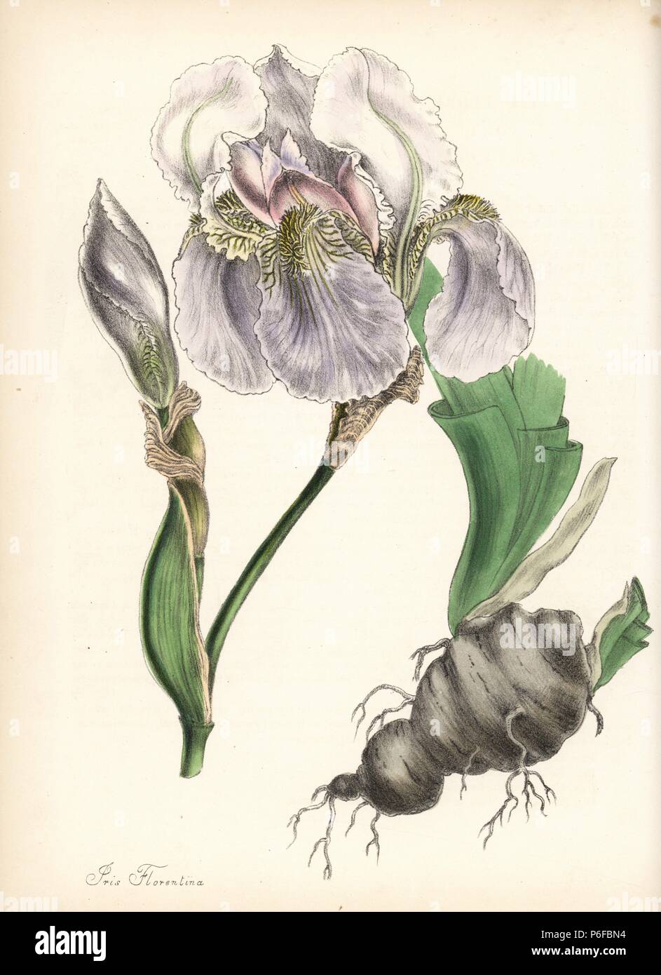 Florentiner Iris, Iris Florentina, mit Blume, Blatt und Wurzel. Papierkörbe zincograph durch Chabots von Miss M. A. Burnett von ihrem 'World Utiliores: oder Abbildungen von Nutzpflanzen gezeichnet", Whittaker, London, 1842. Miss Burnett zeichnete die botanische Abbildungen, aber der Text wurde vor allem durch ihren verstorbenen Bruder, britische Botaniker Gilbert Thomas Burnett (1800-1835). Stockfoto