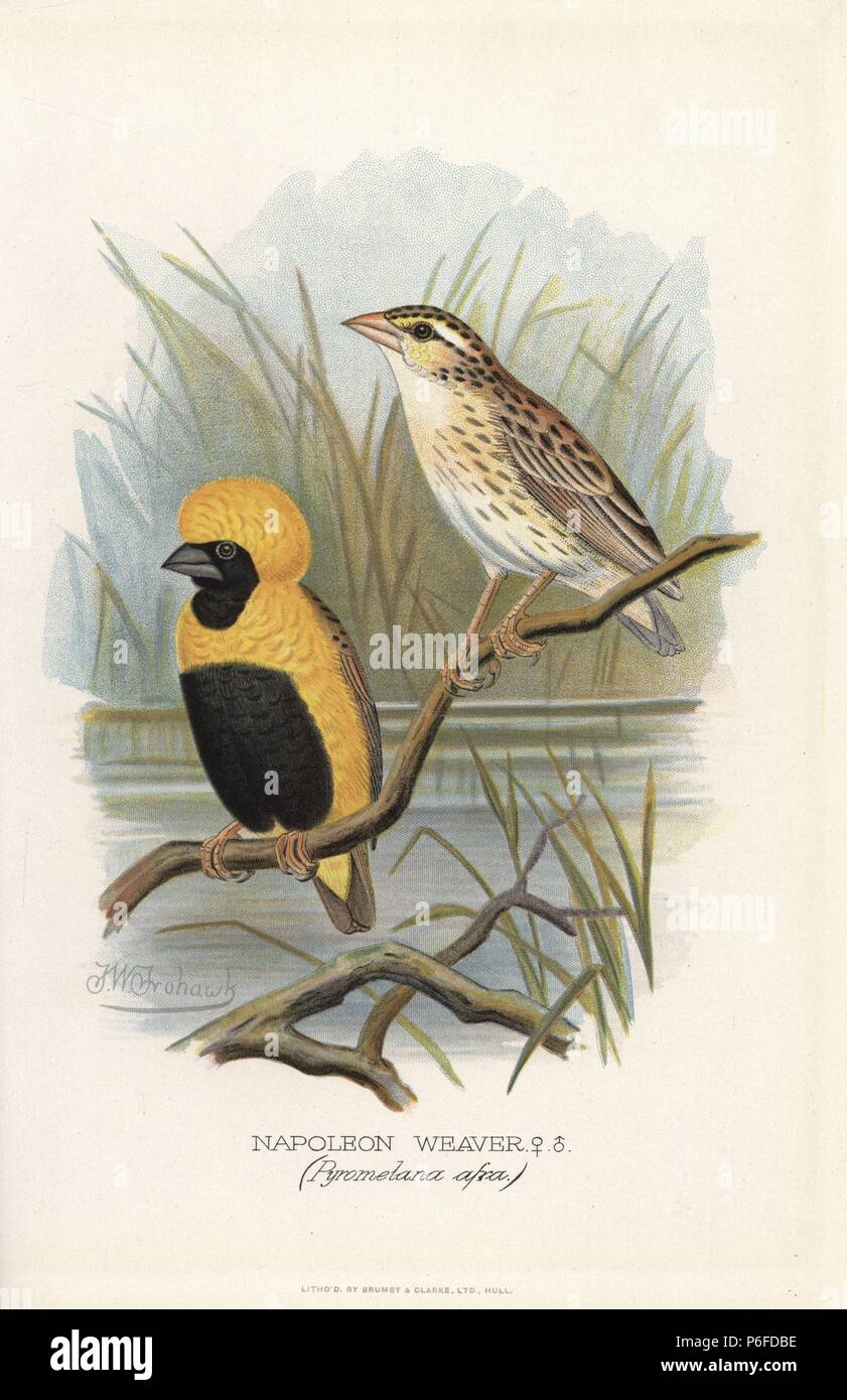 Gelb - gekrönte Bischof, Euplectes afer. (Napoleon Weaver, Pyromelana afra) Chromolithograph von Brumby und Clarke nach einem Gemälde von Frederick William Frohawk von "ausländischen Arthur Gardiner Butler's Finken in Gefangenschaft", London, 1899. Stockfoto