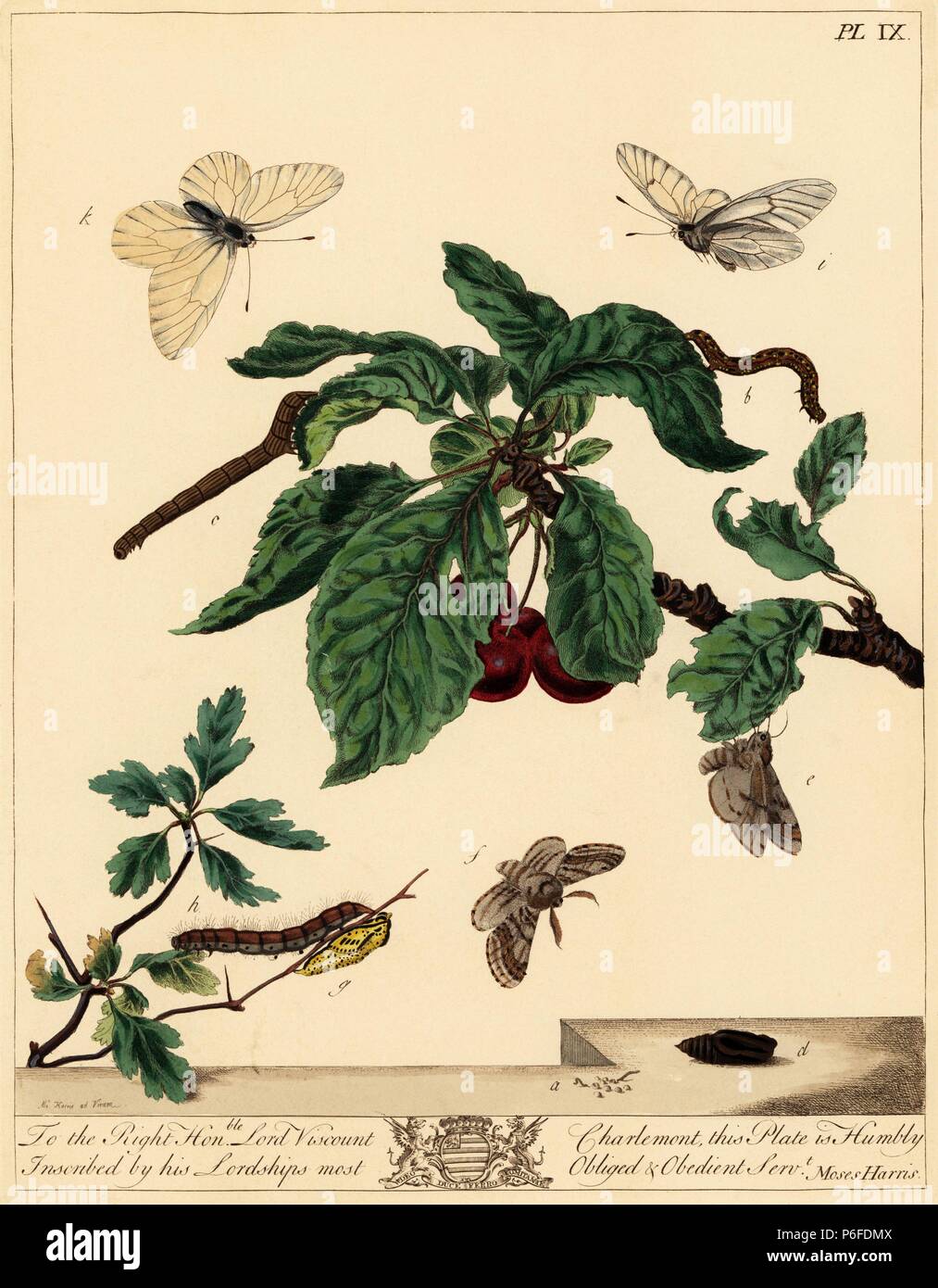 Gestromt Schönheit Moth, Lycia hirtaria und Schwarz geäderten White Butterfly, Pieris crataegi. Papierkörbe Lithographie nach einer Illustration von Mose Harris von "Aurelian; eine natürliche Geschichte der englischen Motten und Schmetterlinge, die neue Edition von J.O. Westwood, von Henry Bohn, London, 1840 veröffentlicht bearbeitet werden. Stockfoto