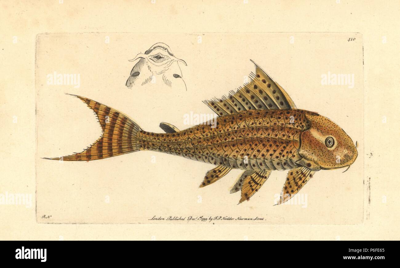 Raspelmäulern Wels oder gemeinsamen pleco, Hypostomus plecostomus. (Gelb, loricaria Loricaria plecostomus) Abbildung gezeichnet und von Richard Polydore Nodder eingraviert. Papierkörbe Kupferstich von George Shaw und Frederick nodder's" des Naturforschers Miscellany", London, 1799. Stockfoto