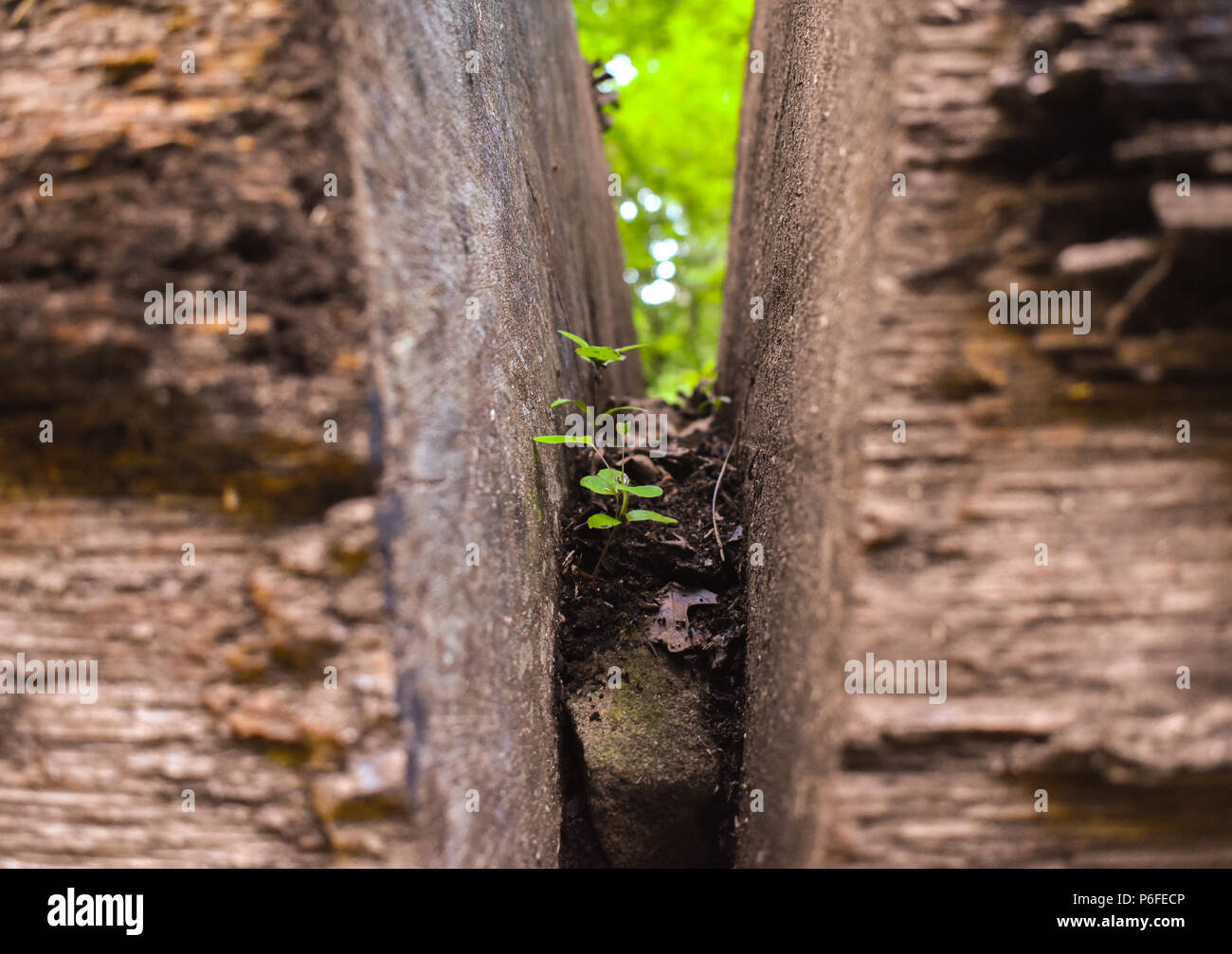 Sträucher wachsen in faulenden Baum, die UNCC Botanische Gärten Stockfoto