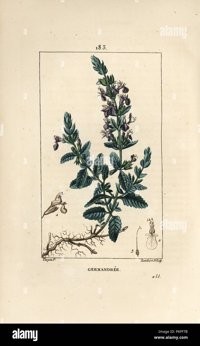 Germander, Teucrium chamaedrys. Papierkörbe Walze Kupferstich von Lambert Junior aus einer Zeichnung von Pierre Jean-Francois Turpin von Chaumeton, Poiret und Chamberet "La Flore Medicale", Paris, Panckoucke, 1830. Turpin (17751840) war eine der drei Giganten der Französischen botanische kunst der Ära neben Pierre Joseph Redoute und Pancrace Bessa. Stockfoto