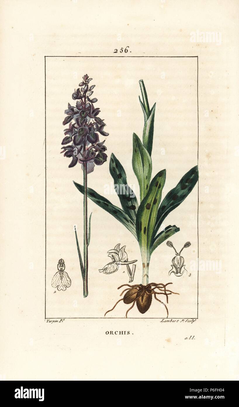 Frühe lila oder männliche Orchidee, Orchis mascula, mit Blüte, Stiel, Blatt- und Glühlampe. Papierkörbe Walze Kupferstich von Lambert Junior aus einer Zeichnung von Pierre Jean-Francois Turpin von Chaumeton, Poiret und Chamberet "La Flore Medicale", Paris, Panckoucke, 1830. Turpin (17751840) war eine der drei Giganten der Französischen botanische kunst der Ära neben Pierre Joseph Redoute und Pancrace Bessa. Stockfoto
