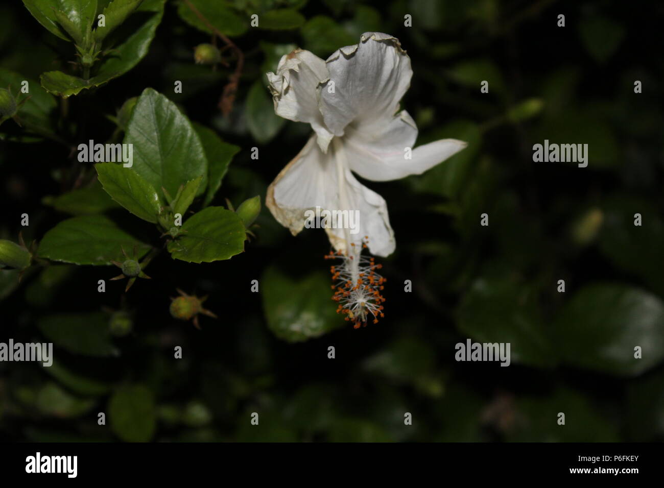 Weiße Blume mit schwarzem Hintergrund Stockfoto