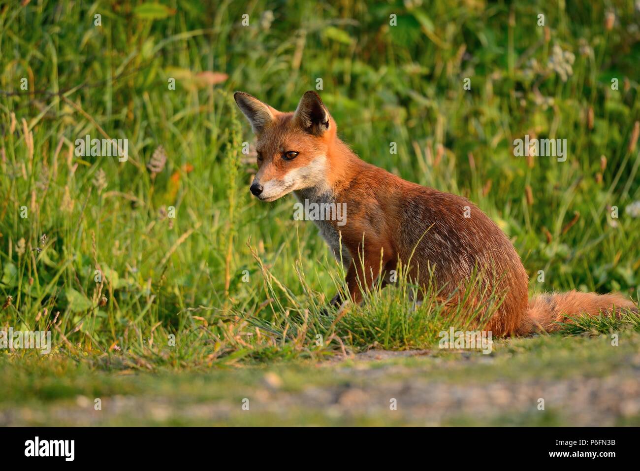 Nahaufnahme, Porträt einer wilden Fuchs sitzend in einer Wiese  Stockfotografie - Alamy