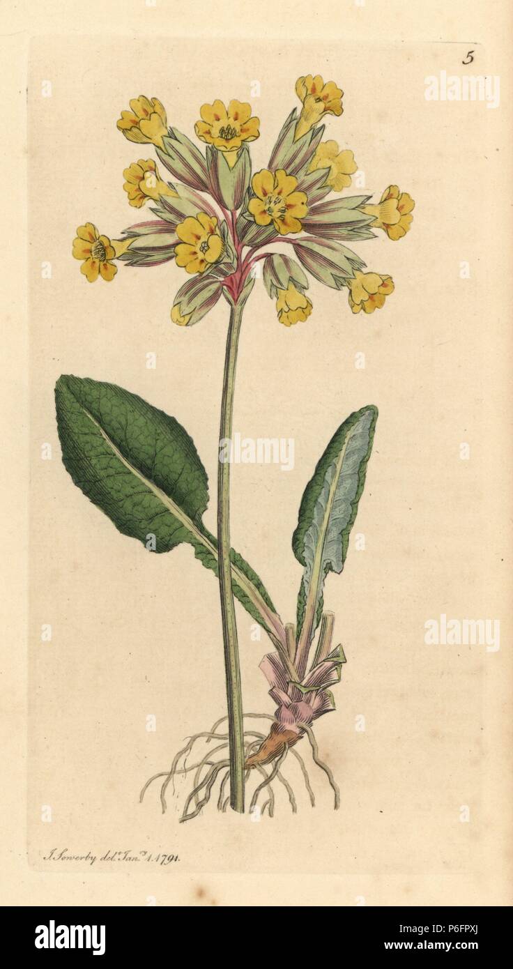 Gemeinsame Schlüsselblume, Primula Veris. Papierkörbe Kupferstich nach einer Zeichnung von James Sowerby für James Smith's Englisch Botanik, 1791. Stockfoto