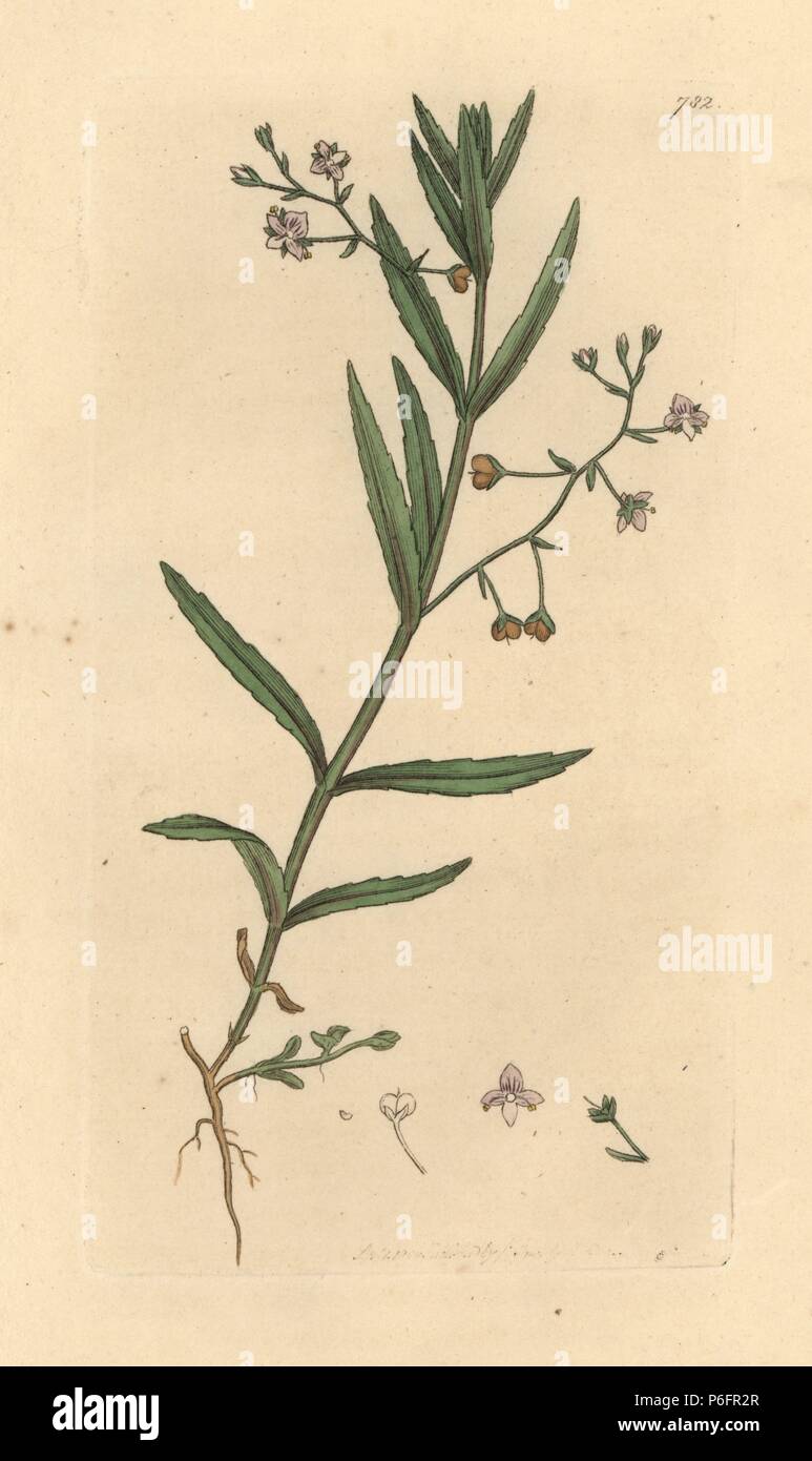 Marsh speedwell, Veronica scutellata. Papierkörbe Kupferstich nach einer Zeichnung von James Sowerby für James Smith's Englisch Botanik, 1800. Stockfoto