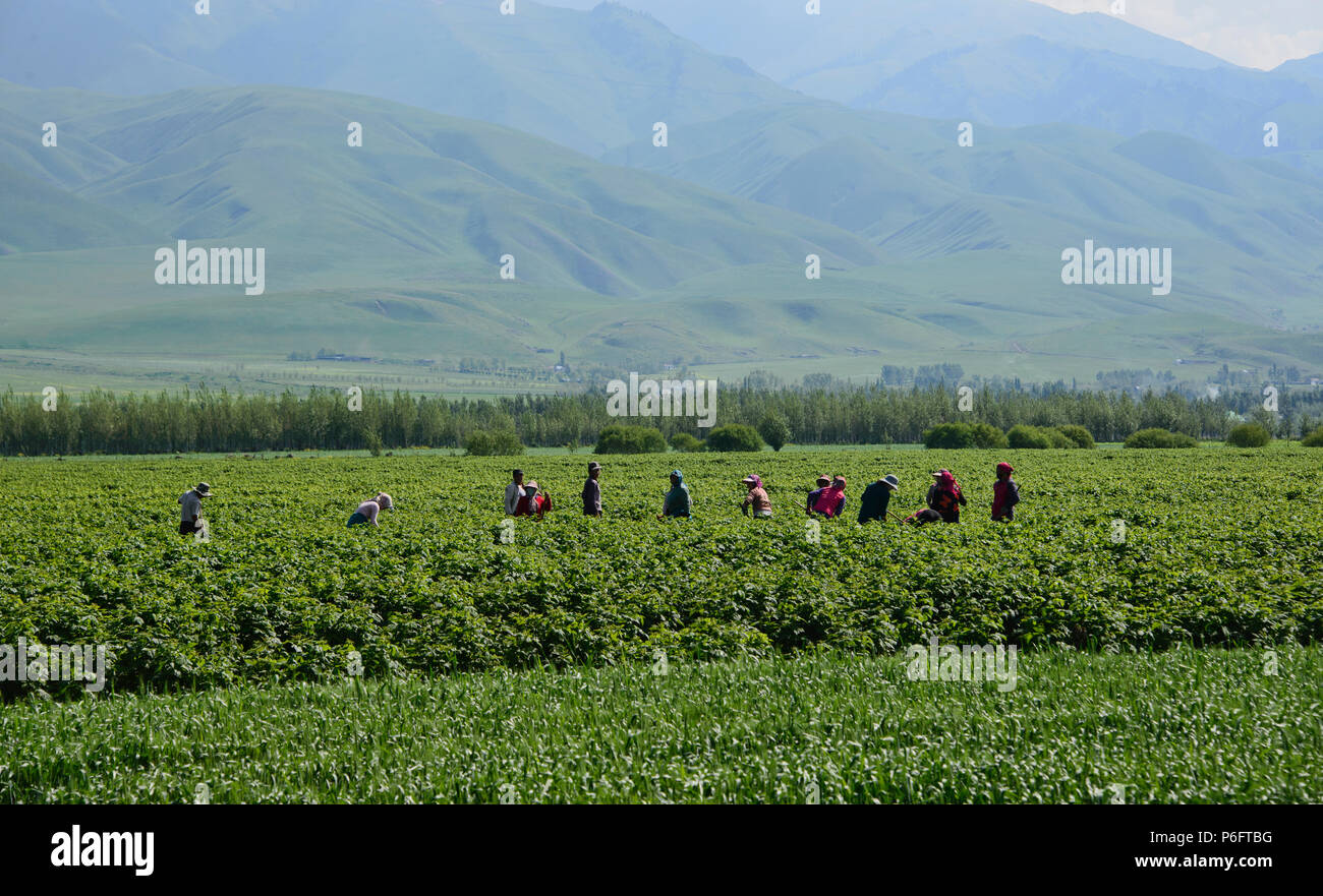Famers in Narat, Xinjiang, China Stockfoto