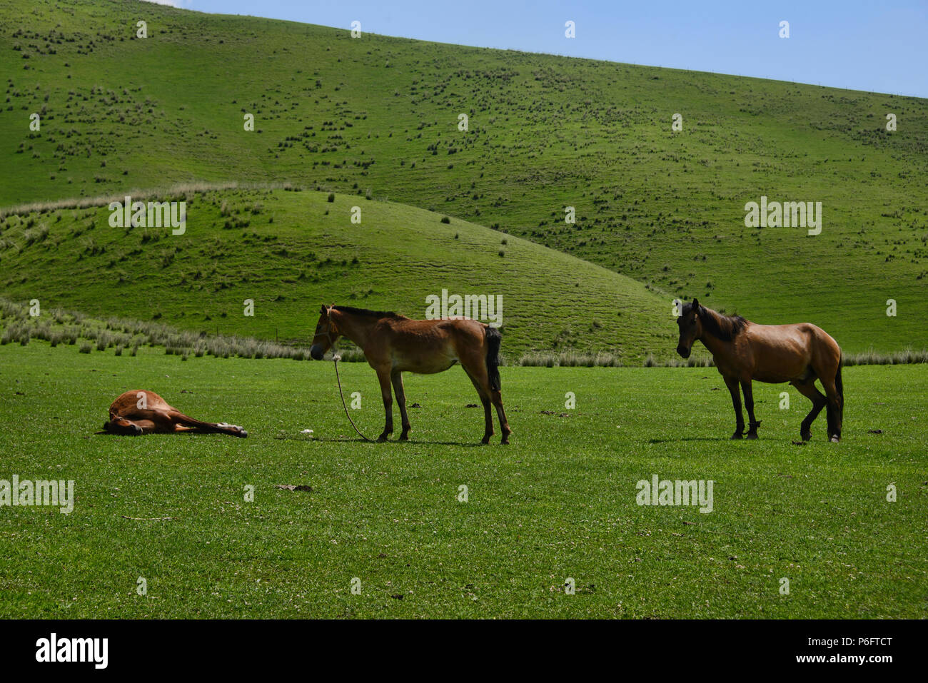 Pferde auf den hohen Ebenen, Nalati Grasland, Xinjiang, China Stockfoto