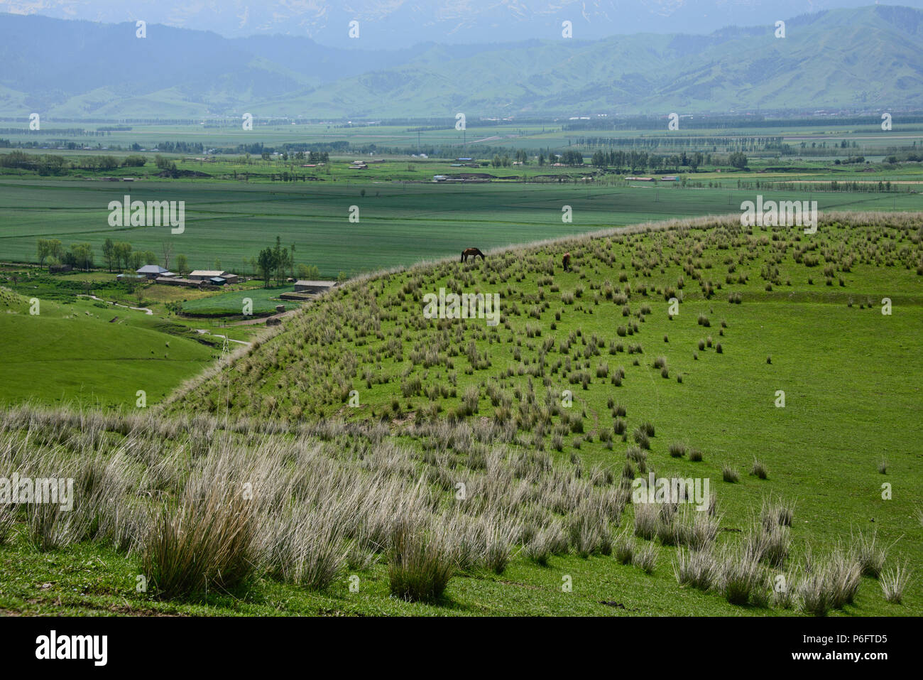 Blick auf Narat Grasland, Xinjiang, China Stockfoto