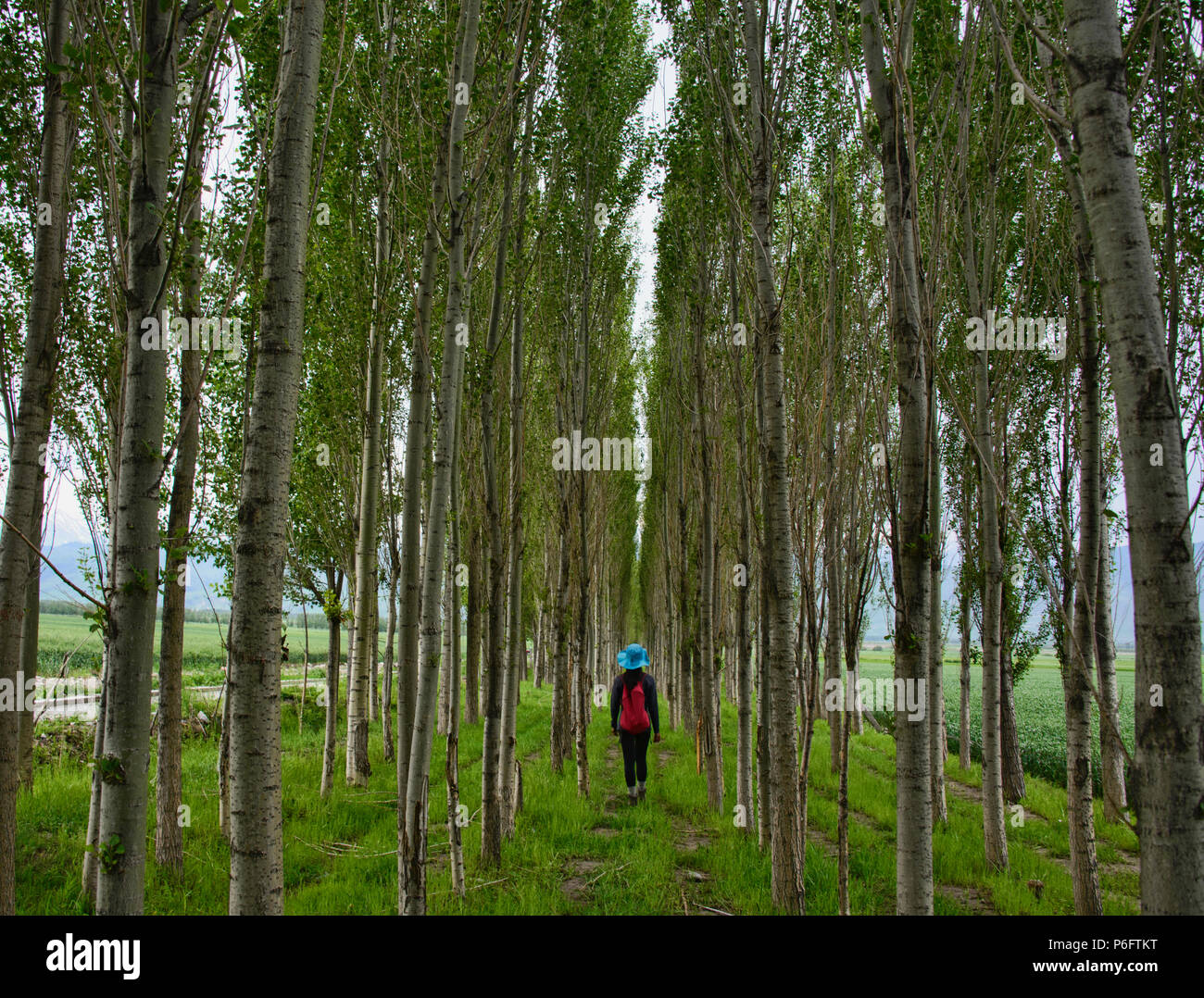 Zu Fuß durch Pappel Alley, Narat, Xinjiang, China Stockfoto