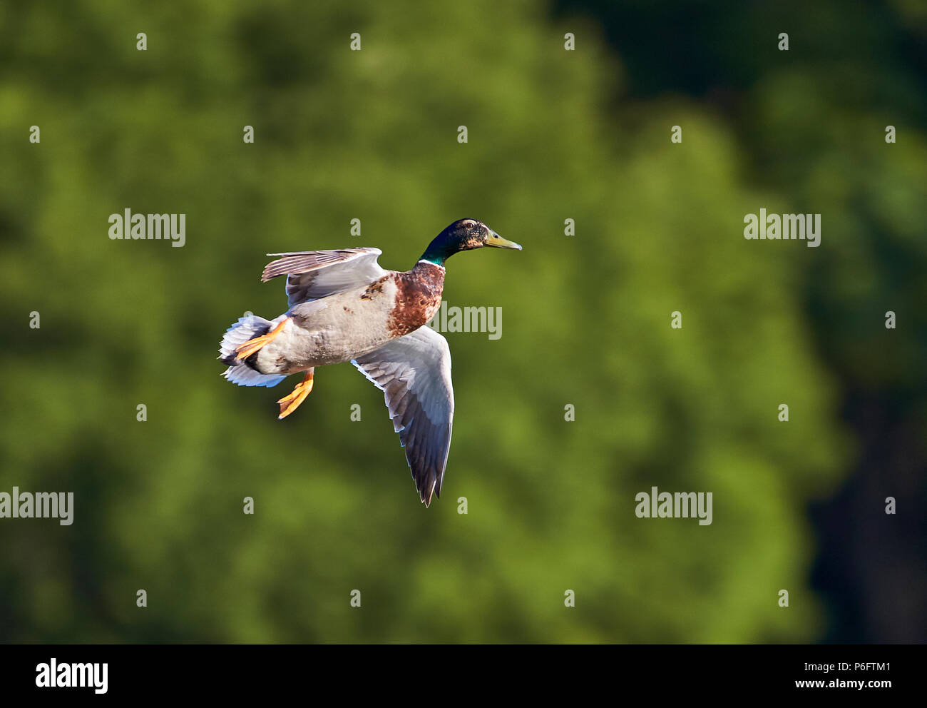 Eine männliche Stockente (Anas Platyrhynchos) im Flug mit Flügel öffnen Vorbereitung seiner selbst für die Landung mit einer unscharfen grün Boden zurück Stockfoto