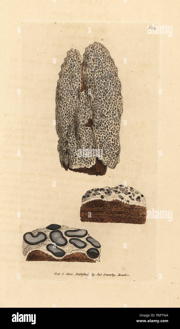 Gesprenkelte Flechten, Lecanographa lyncea (Flechten lynkeus). Papierkörbe Kupferstich nach einer Zeichnung von James Sowerby für James Smith's Englisch Botanik, 1800. Stockfoto