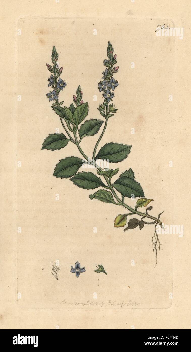 Common speedwell, Veronica officinalis. Papierkörbe Kupferstich nach einer Zeichnung von James Sowerby für James Smith's Englisch Botanik, 1800. Stockfoto