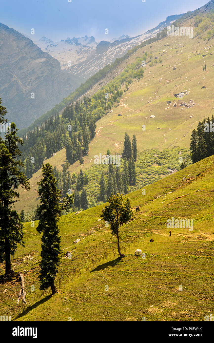 Pferde in Wiesen des Himalya, Parvati Tal, Himachal Pradesh, Indien. Stockfoto