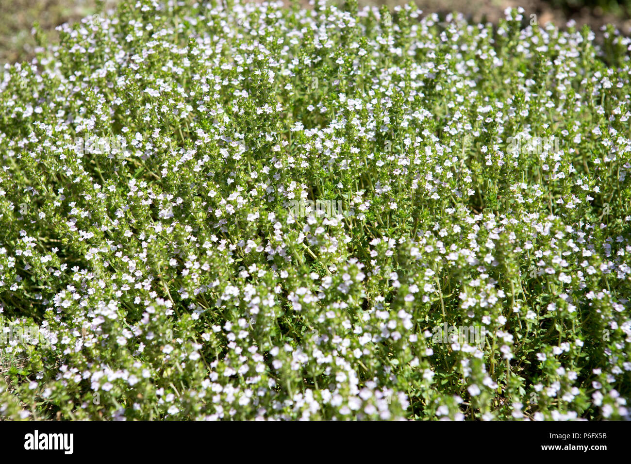 Thymus Bivalens Lippenblutler Mediterranen Botanischen Garten