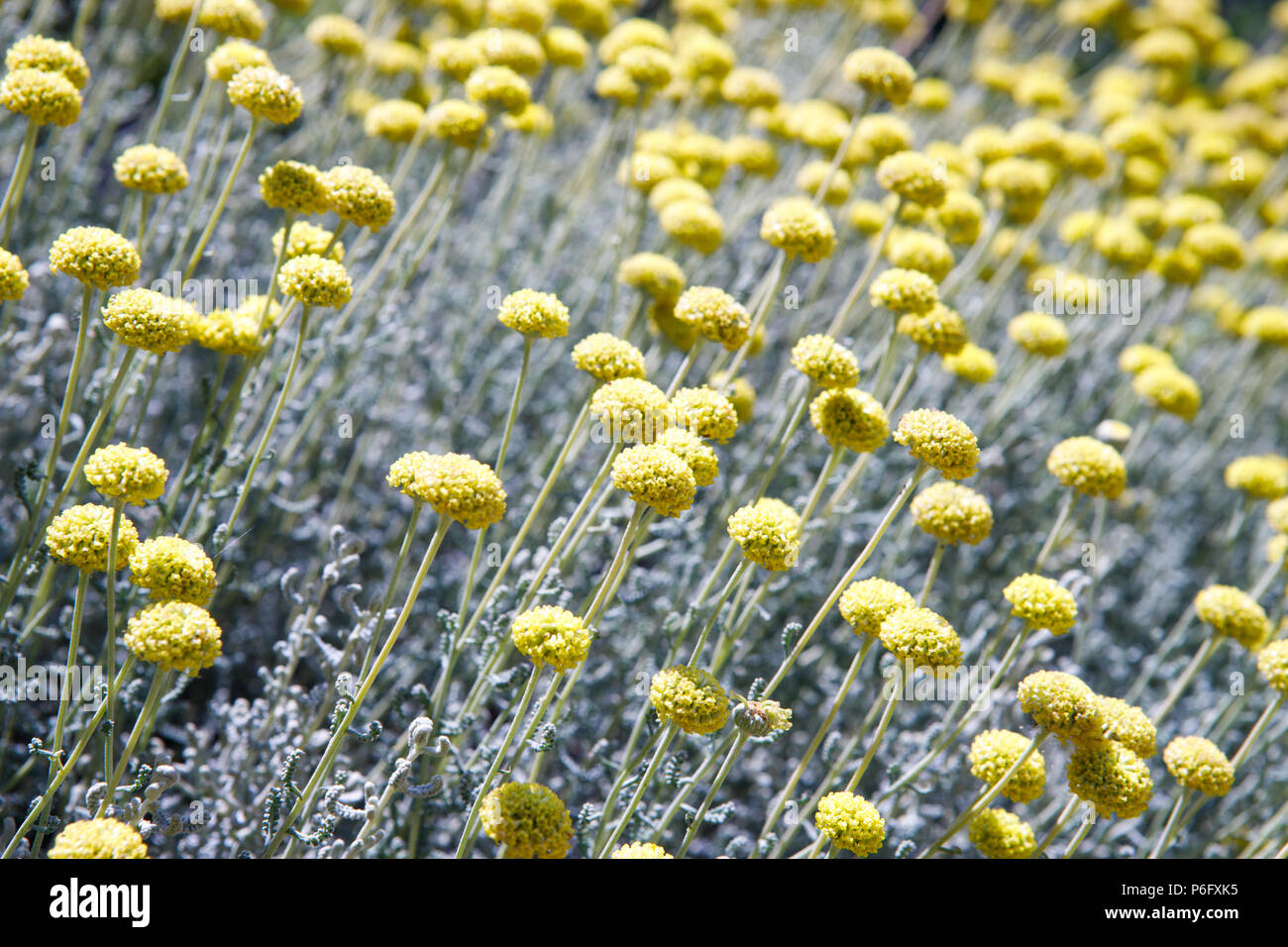 Kamille Mediterranen Botanischen Garten Santolina