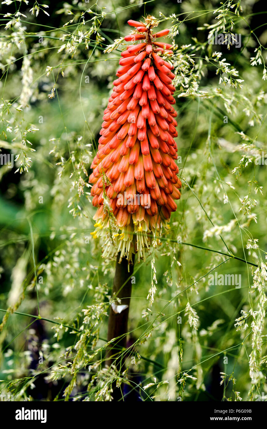 Kniphofia uvaria Nobilis, Red Hot Poker, Taschenlampe Lily, asphodelaceae, Liliaceae, Deschampsia cespitosa Goldtau, Stockfoto