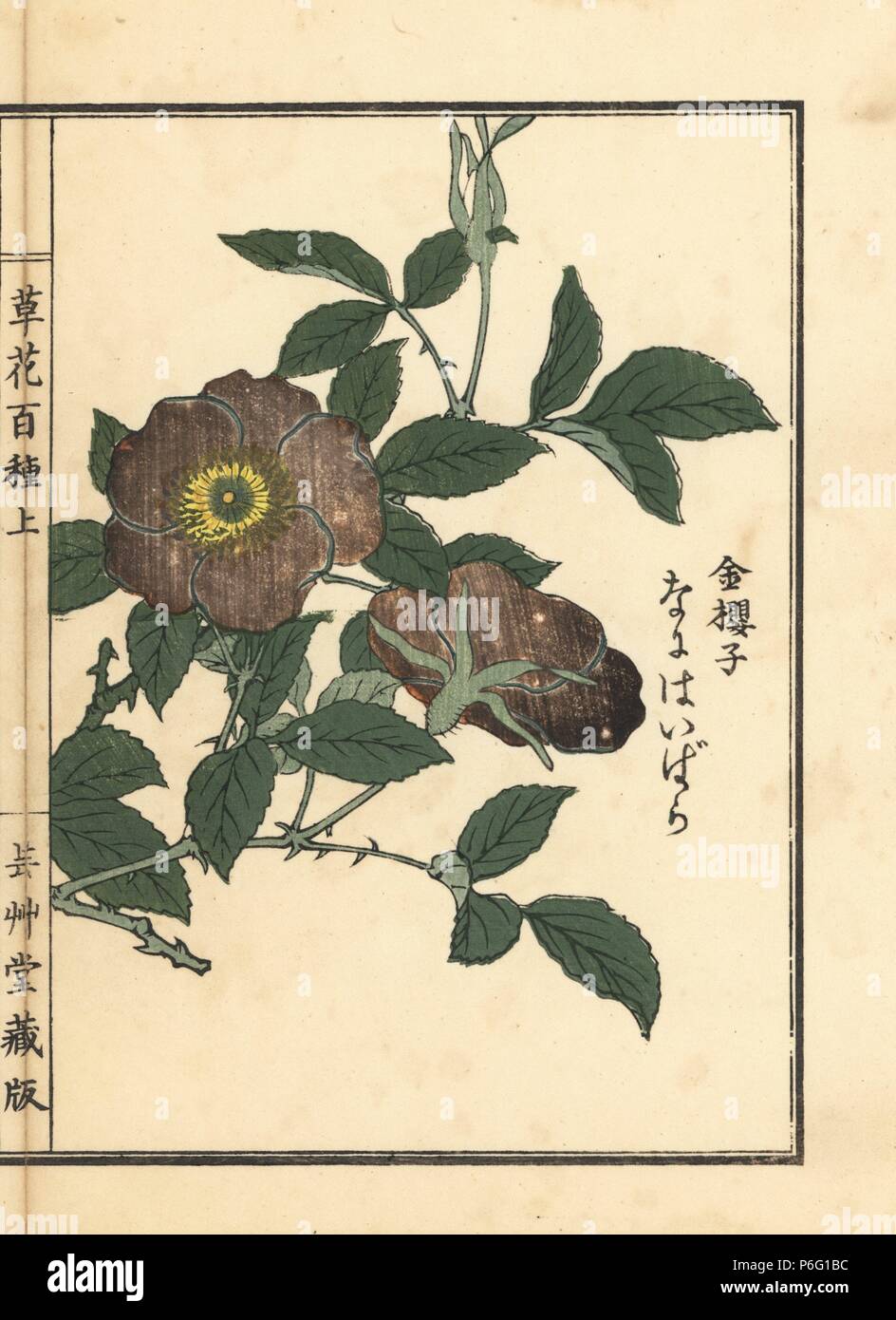 Naniwai Bara, oder Cherokee Rose, Rosa laevigata. Papierkörbe Holzschnitt von Kono Bairei von kusa Bana Hyakushu (Hundert Sorten von Blumen), Tokio, Yamada, 1901. Stockfoto