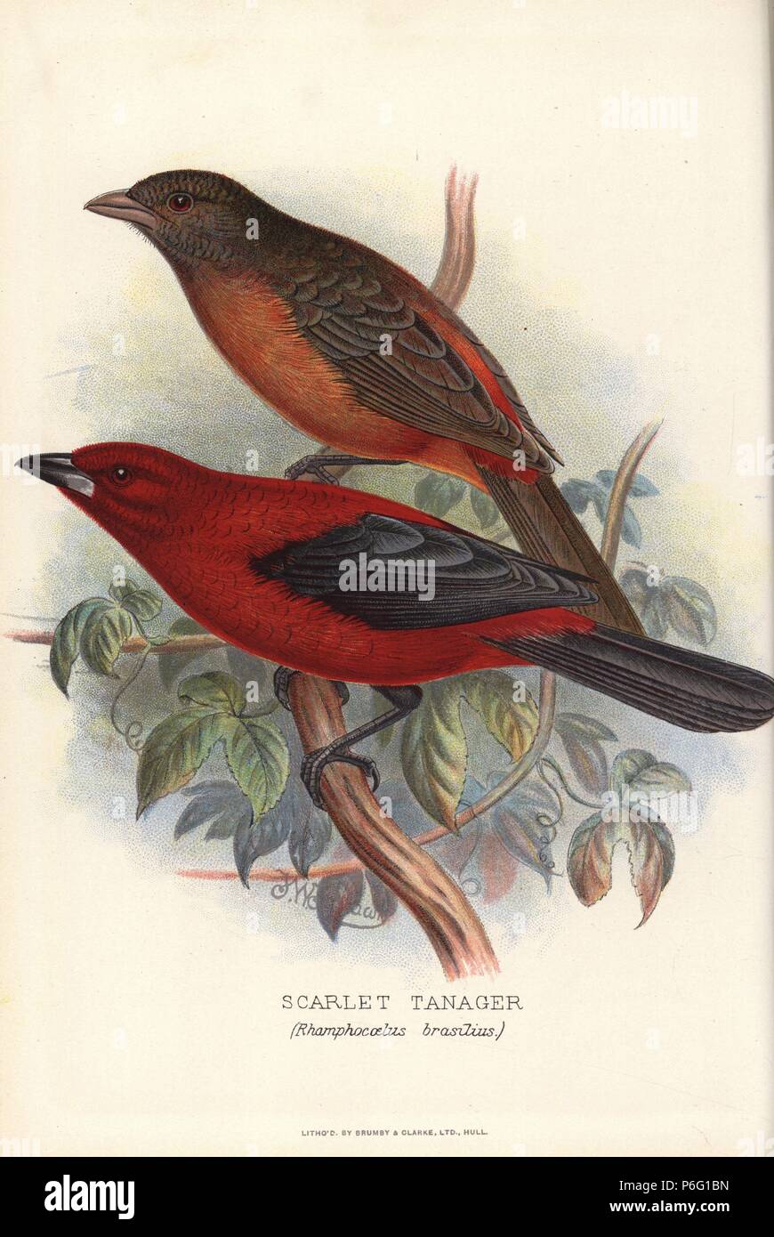 Scarlet Tanager, Piranga olivacea, (Rhamphocoelus brasilius) Chromolithograph von Brumby und Clarke nach einem Gemälde von Frederick William Frohawk von "ausländischen Arthur Gardiner Butler's Finken in Gefangenschaft", London, 1899. Stockfoto