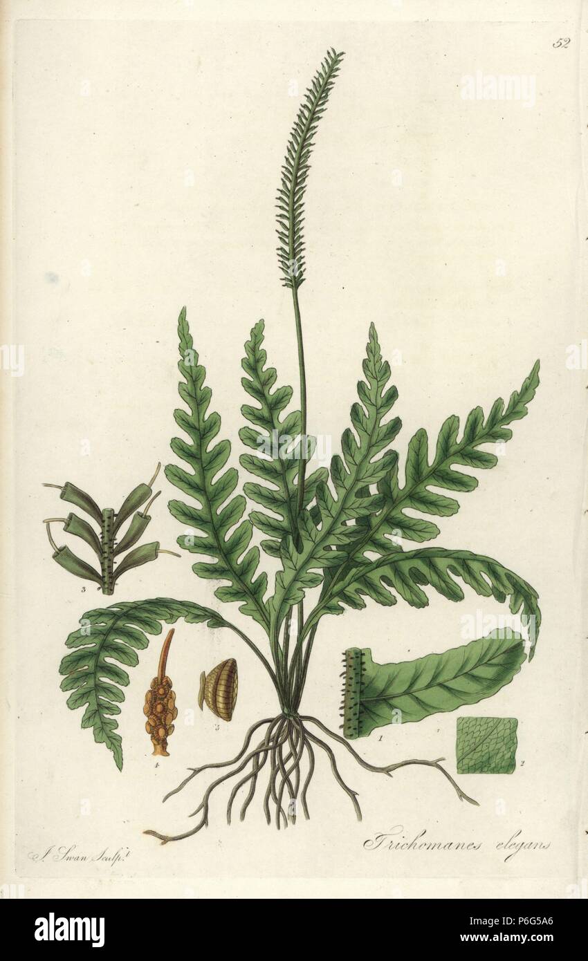 Elegante Borste Farn, Trichomanes elegans. Papierkörbe Kupferstich von J.Schwan nach einem botanischen Abbildung von William Jackson Hooker aus seinem eigenen "exotische Flora", Blackwood, Edinburgh, 1823. Hooker (1785-1865) war ein englischer Botaniker spezialisiert auf Orchideen und Farne, und war Direktor der Königlichen Botanischen Gärten in Kew von 1841. Stockfoto