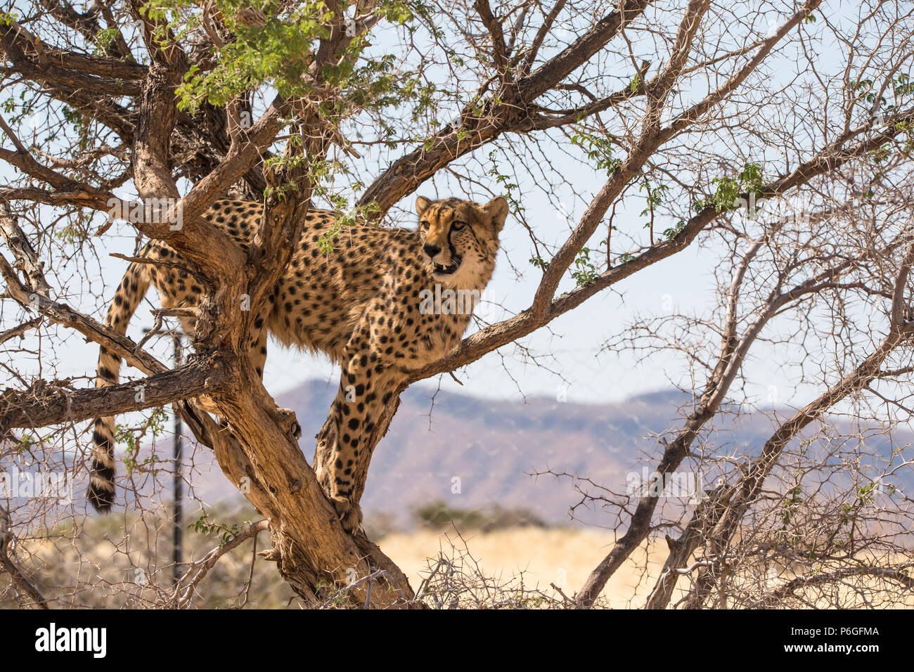 Einer gefährdeten Erwachsenen Geparden (Acinonyx jubatus) wildes Tier, bis ein Kamel Thorn Akazie in der Afrikanischen Savanne Namibias um Suchen und Alarm Stockfoto