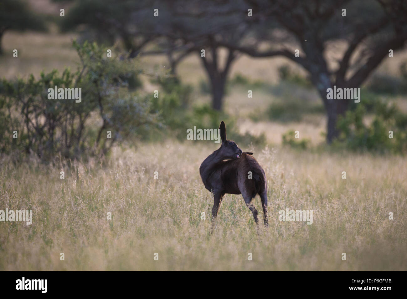 Baby Springbok Antilope (Antidorcas marsupialis) schwarz morph Nibbeln sein Zurück im Wilden in weiches Abendlicht Mokala National Park, Südafrika Stockfoto