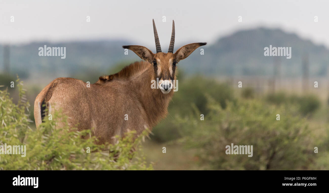 Roan Antelope (Hippotragus equinus) drehte sich in einer Farmlandschaft in Nordkap, Südafrika, aus der Nähe der Kamera Stockfoto