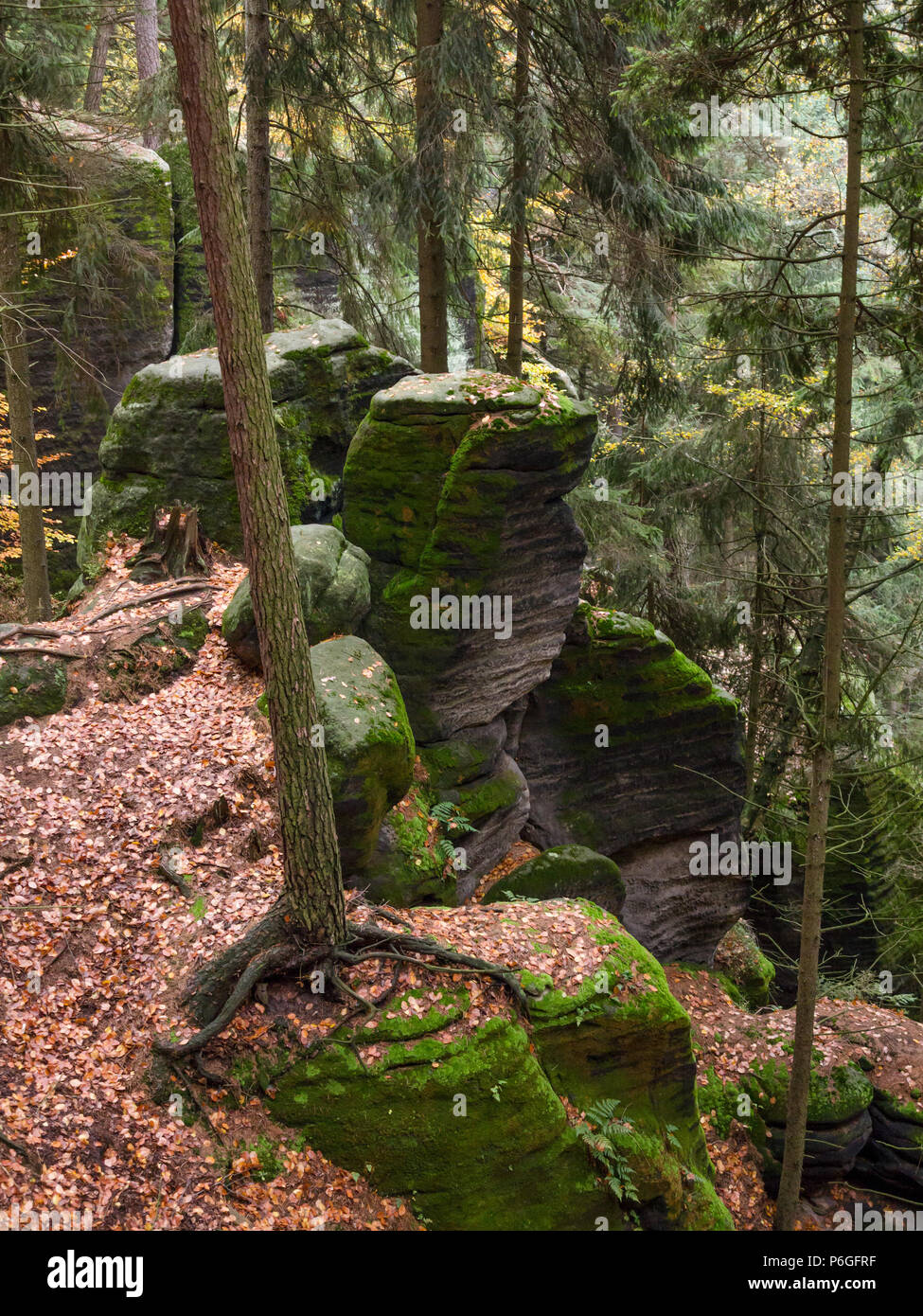 Rock im Herbst Wald, Böhmische Schweiz, Tschechische Republik Stockfoto