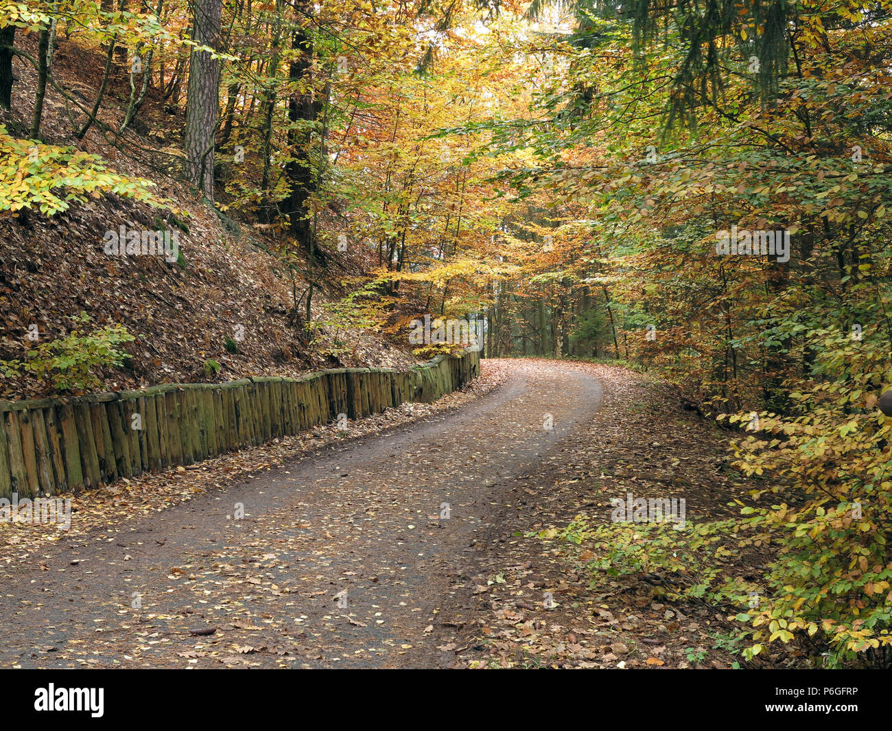 Rock im Herbst Wald, Böhmische Schweiz, Tschechische Republik Stockfoto